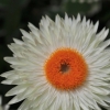 Bracteantha bracteata Xagros 'White' -- Strohblume